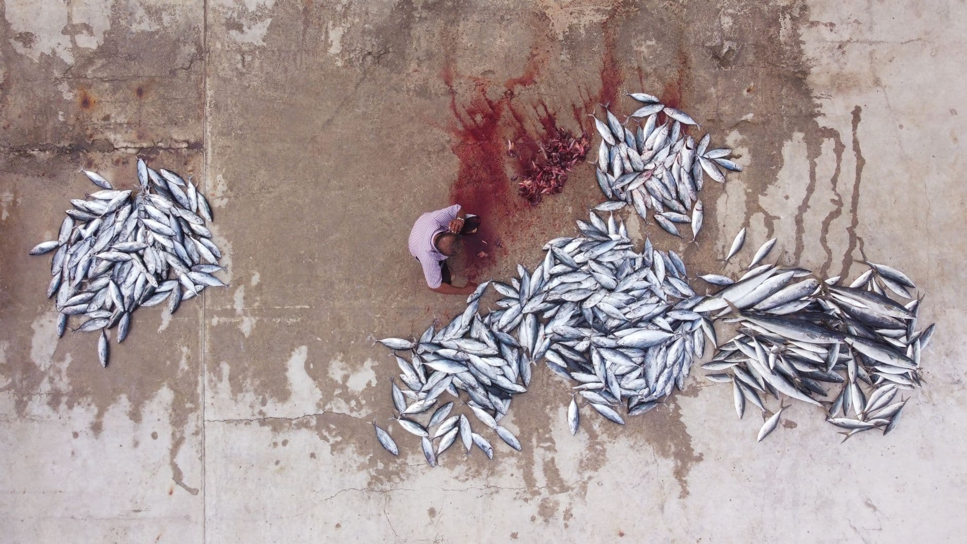 Tuna laid out for sale at the Malé fish market